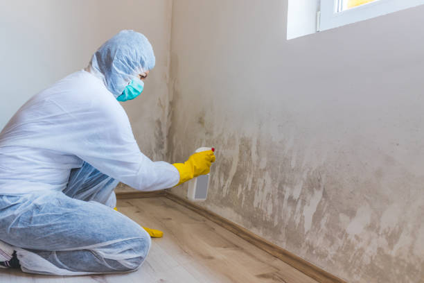 Licensed Mold Remediation service in Hilltown, PA - WQB Mold Removal